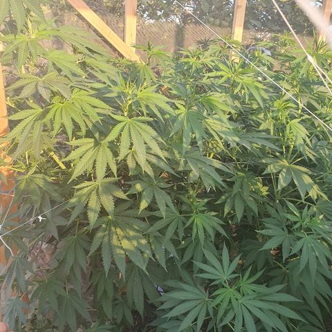 Moby Dick growlog timeline photo