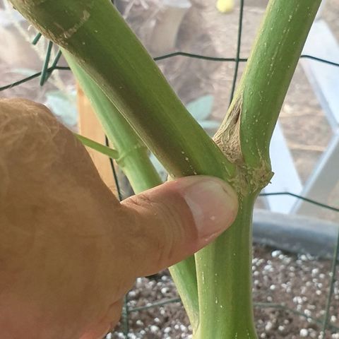 Moby Dick growlog timeline photo