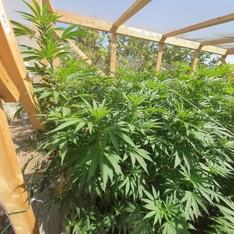 Moby Dick growlog timeline photo