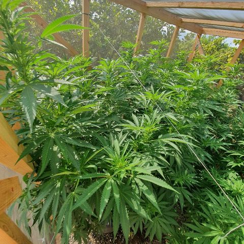 Moby Dick growlog timeline photo