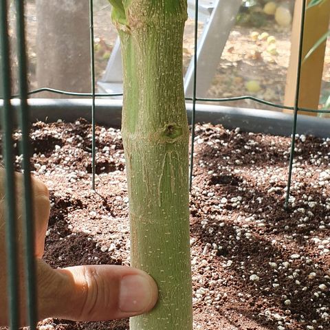 Moby Dick growlog timeline photo