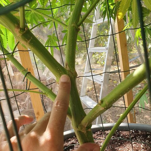 Moby Dick growlog timeline photo