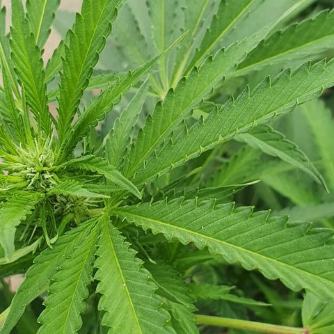Moby Dick growlog timeline photo