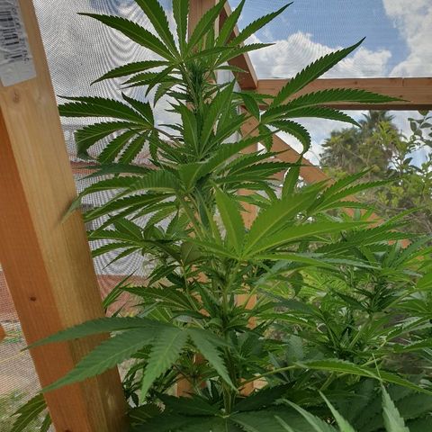 Moby Dick growlog timeline photo