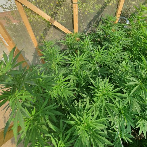 Moby Dick growlog timeline photo