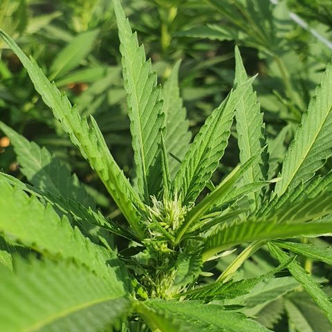 Moby Dick growlog timeline photo