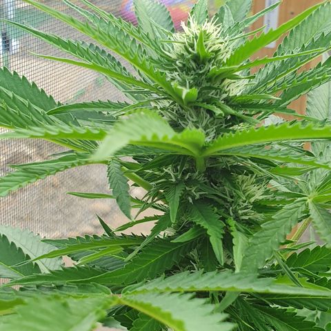 Moby Dick growlog timeline photo
