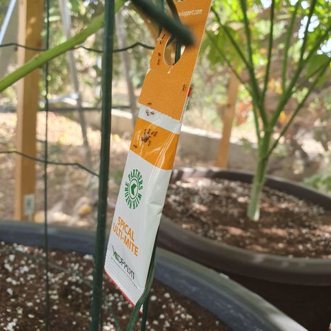 Moby Dick growlog timeline photo