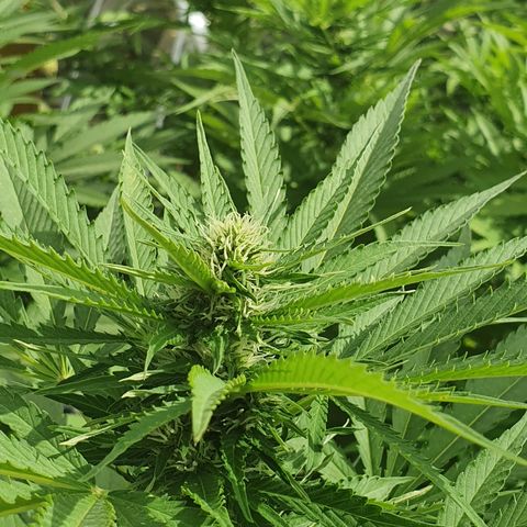 Moby Dick growlog timeline photo