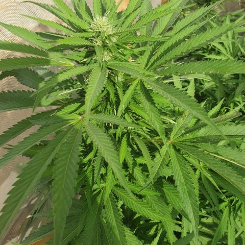 Moby Dick growlog timeline photo