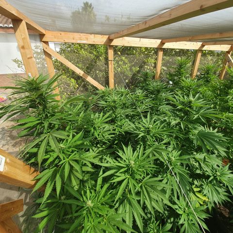 Moby Dick growlog timeline photo