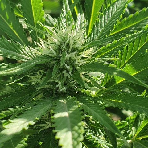 Moby Dick growlog timeline photo