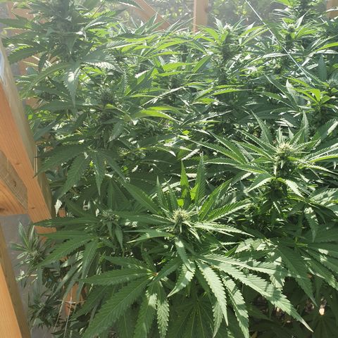 Moby Dick growlog timeline photo