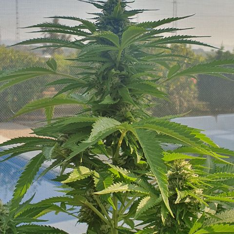 Moby Dick growlog timeline photo