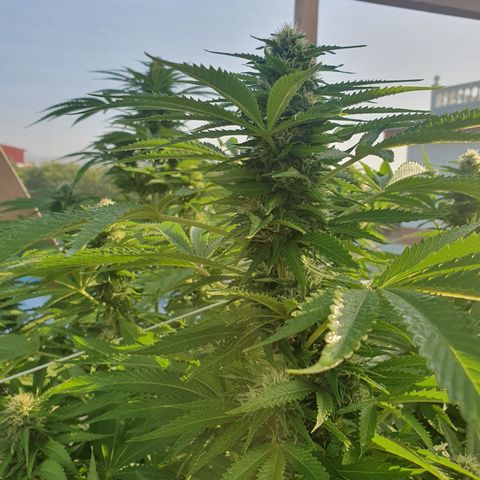 Moby Dick growlog timeline photo