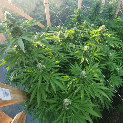 Moby Dick growlog timeline photo