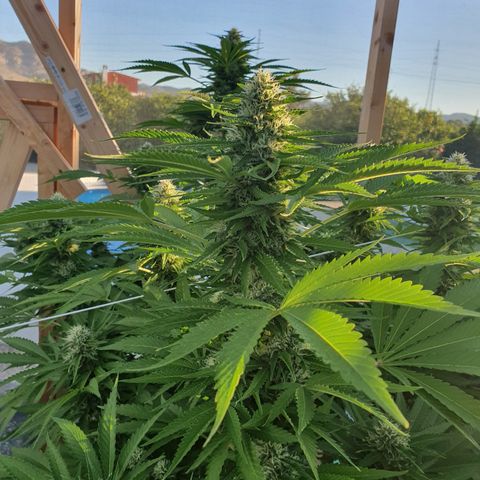 Moby Dick growlog timeline photo