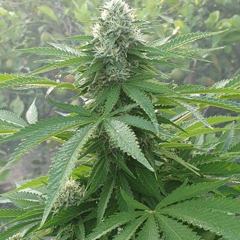 Moby Dick growlog timeline photo