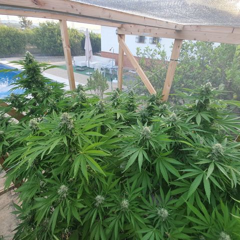 Moby Dick growlog timeline photo