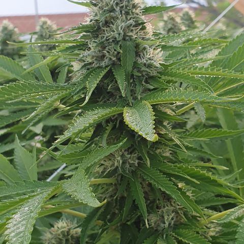 Moby Dick growlog timeline photo