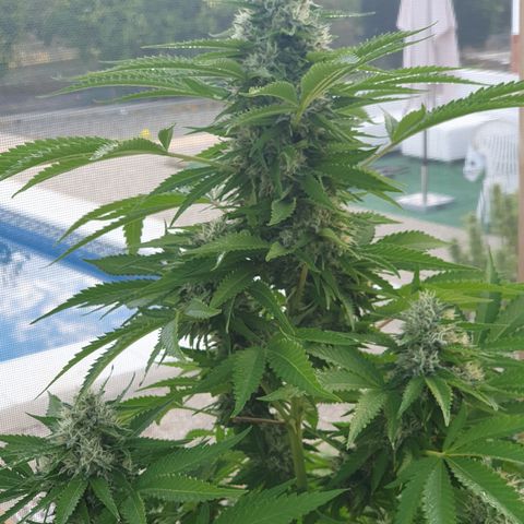 Moby Dick growlog timeline photo