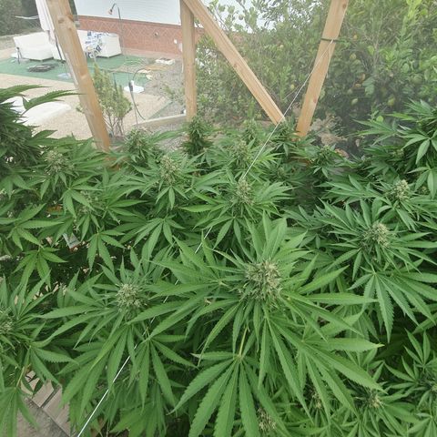 Moby Dick growlog timeline photo