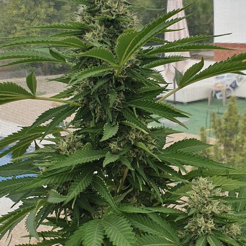 Moby Dick growlog timeline photo
