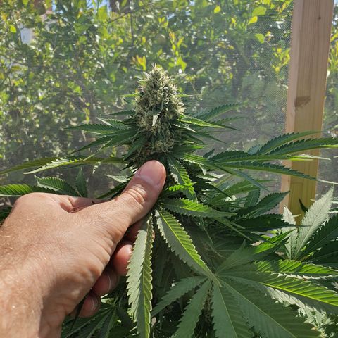 Moby Dick growlog timeline photo