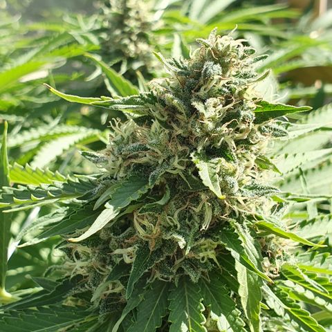Moby Dick growlog timeline photo