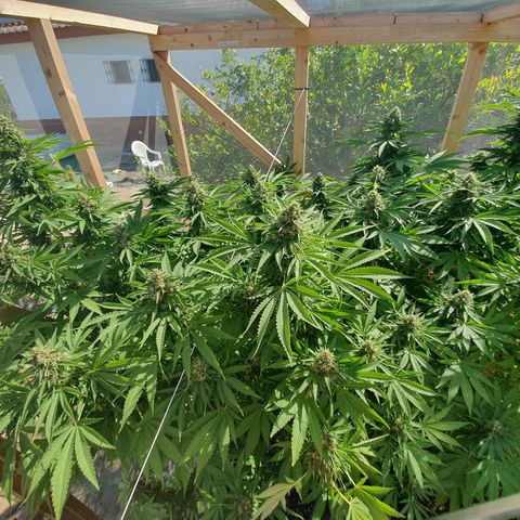 Moby Dick growlog timeline photo