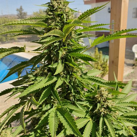 Moby Dick growlog timeline photo