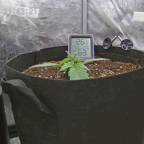 Apple Fritter Automatic growlog timeline photo