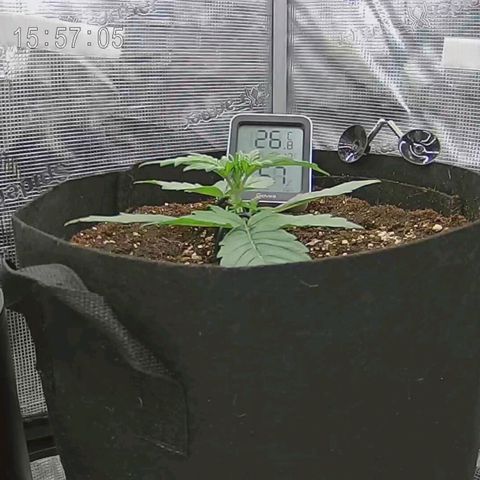 Apple Fritter Automatic growlog timeline photo