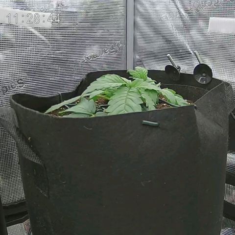 Apple Fritter Automatic growlog timeline photo