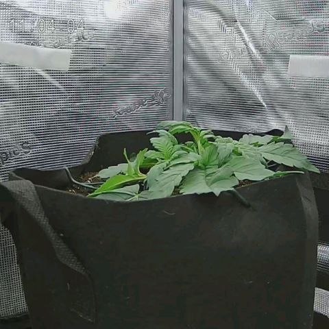 Apple Fritter Automatic growlog timeline photo