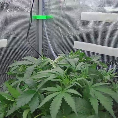Apple Fritter Automatic growlog timeline photo