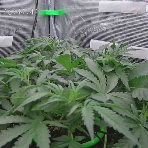 Apple Fritter Automatic growlog timeline photo
