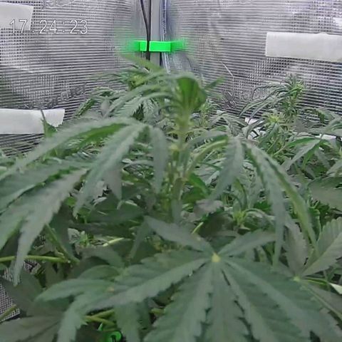 Apple Fritter Automatic growlog timeline photo