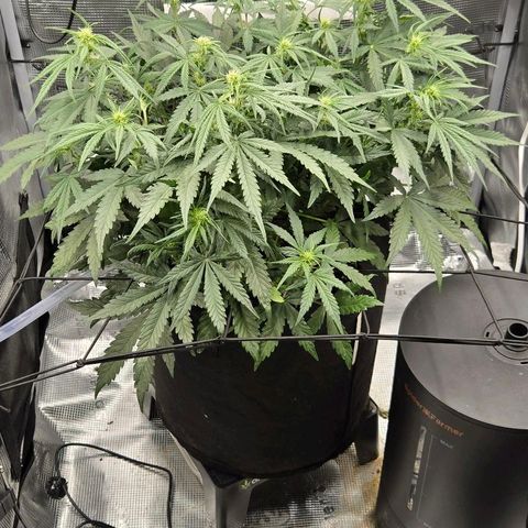Apple Fritter Automatic growlog timeline photo