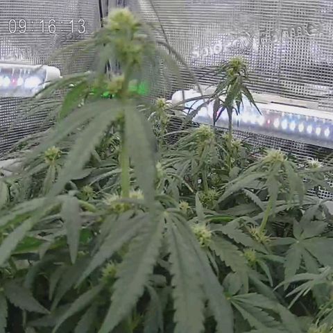 Apple Fritter Automatic growlog timeline photo