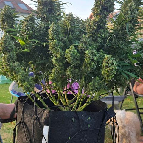 Apple Fritter Automatic growlog timeline photo