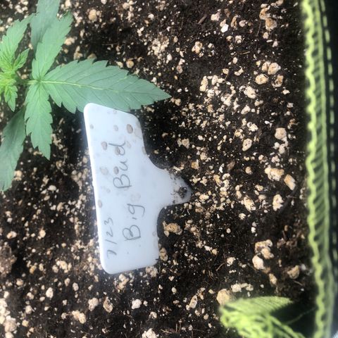 Big bud growlog timeline photo