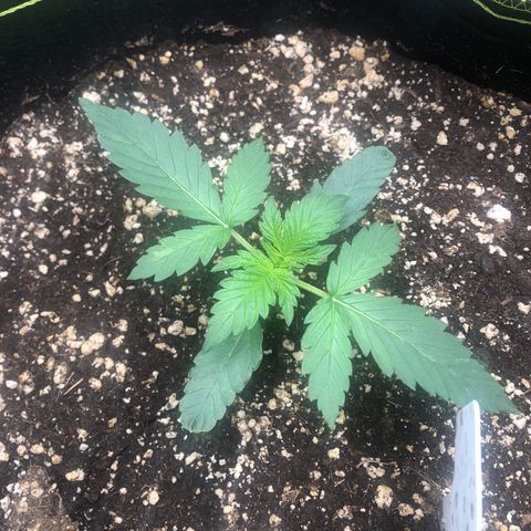Big bud growlog timeline photo