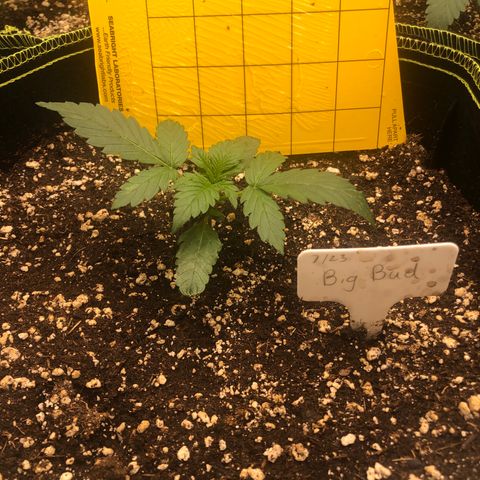 Big bud growlog timeline photo
