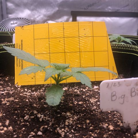 Big bud growlog timeline photo