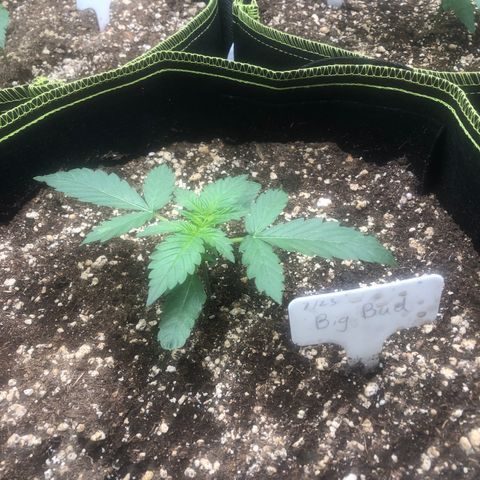 Big bud growlog timeline photo