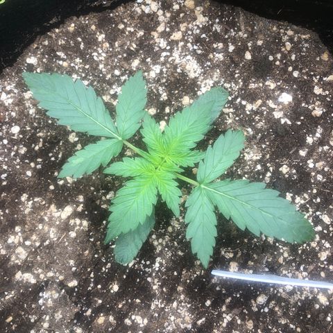 Big bud growlog timeline photo