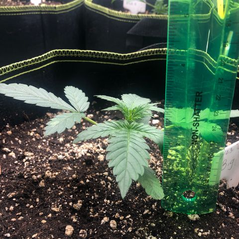 Big bud growlog timeline photo