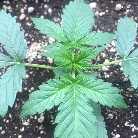 Big bud growlog timeline photo
