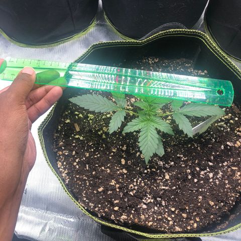 Big bud growlog timeline photo
